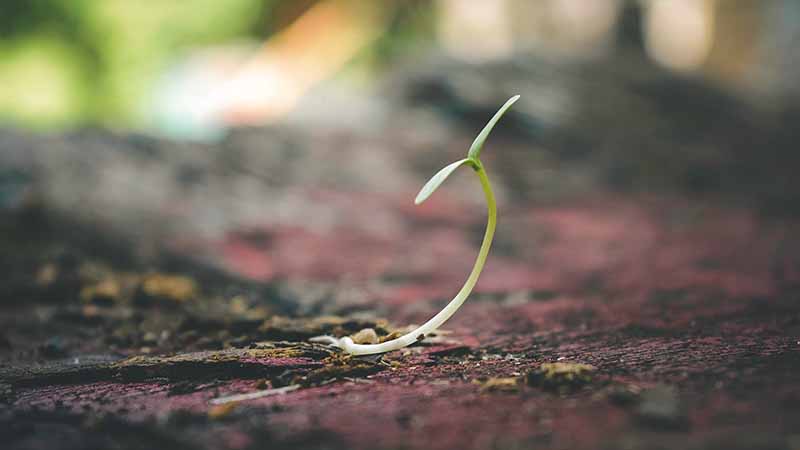 Small plant sprouting