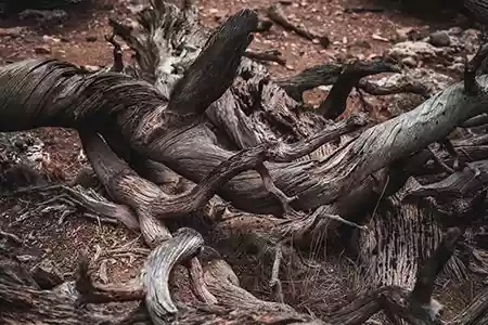 Twisted Tree